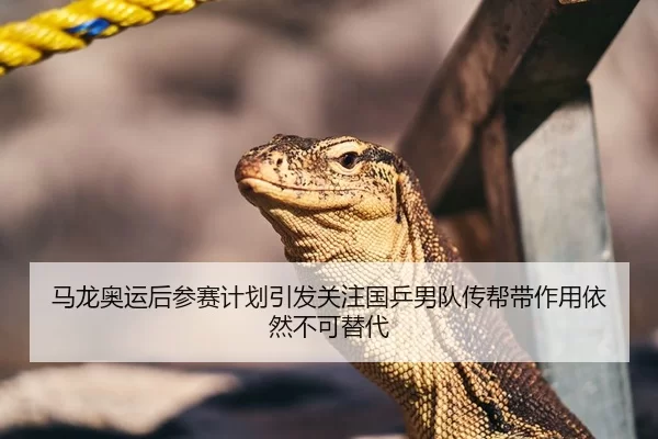 马龙奥运后参赛计划引发关注国乒男队传帮带作用依然不可替代