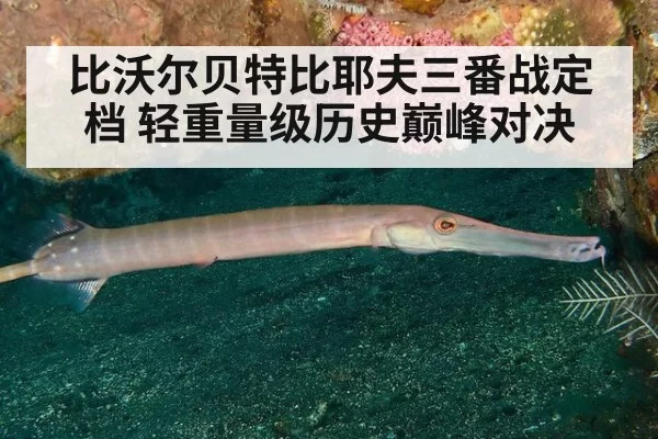 比沃尔贝特比耶夫三番战定档 轻重量级历史巅峰对决
